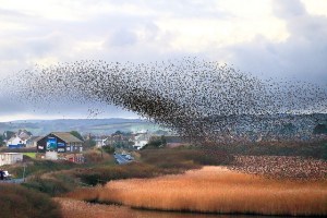 image “Starlings Roosting, Marazion” by Tony Armstrong check out his other photos at http://www.tonyarmstrongphotography.co.uk/