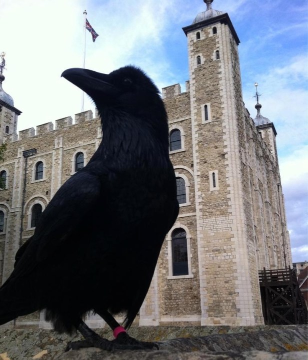 7db435579c48a123356877216720a0da--london--crows-ravens