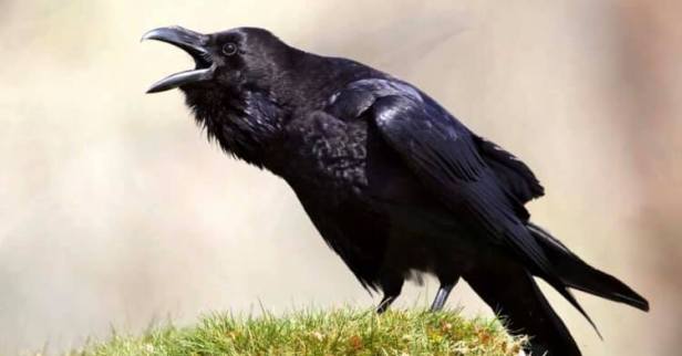 Crow