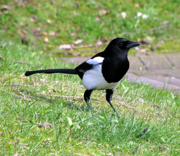 Magpie,_Belfast_-_geograph.org.uk_-_748706